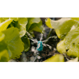 Gardena vrstna razpršilna šoba za majhne površine