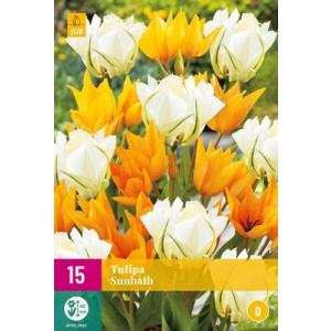 Tulipan Sončna kopel 'D'