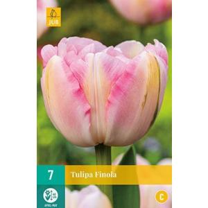 Tulipan Finola 'C'