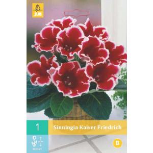 Gloxinia KAISER FRIEDRICH 'B'