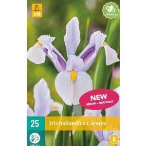 Iris Iris Hollandica Carmen 'B'