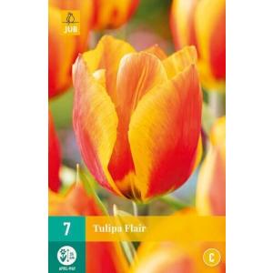 Tulipan Flair 'C'