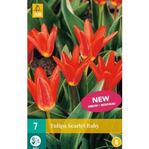 Tulipan Scarlet Baby 'B'