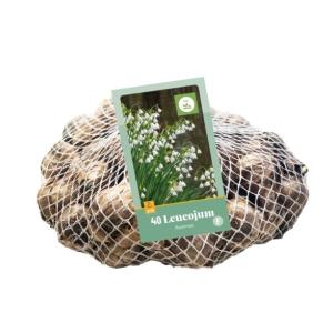 Leucojum Aestivum 40 čebulic
