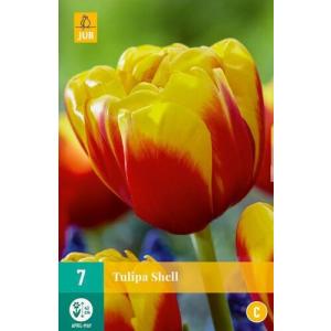 Tulipan Shell 'C'