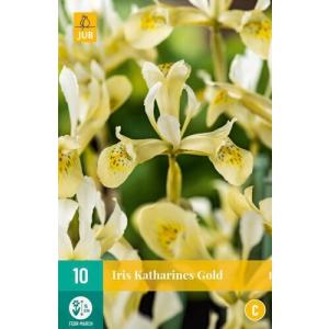 Iris Iris Katharines Gold 'C'