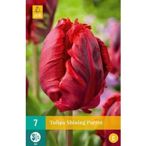 Tulipan Shining Parrot 'C'
