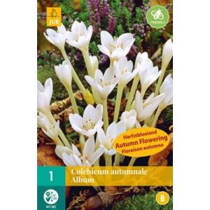 Jesen Colchicum Autumnale Album "B"