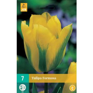 Tulipan Formosa 'C'