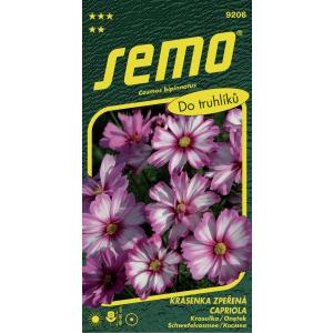 Semo Daisy bela roza Capriola 20s