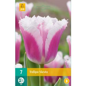 Tulipan Siesta 'C'