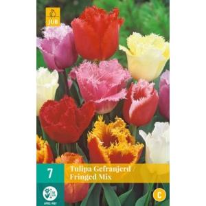 Tulipan z obrobami Mešanica 'C'