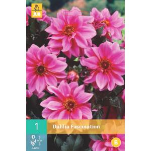 Georgina FASCINACIJA "B"