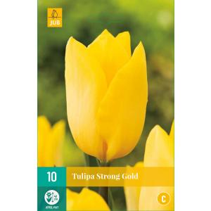Tulipan Strong Gold 'C'