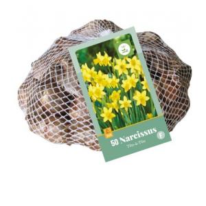 XXL Narcisa Téte A Téte 50 čebulic