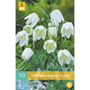 Kronski trnuljček Fritillaria Meleagris Alba "C"