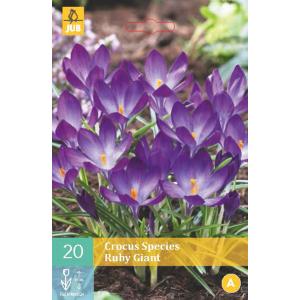 Crocus Ruby Giant "A"