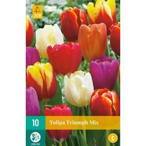 Tulipan Triumph Mix 'C'