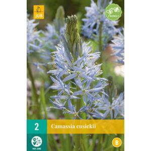 Ladonik Camassia Cusickii 'B'