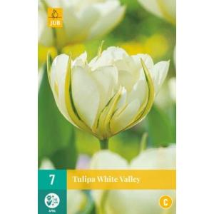 Tulipan White Valley 'C'