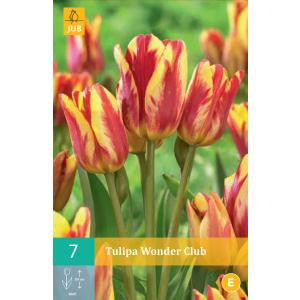 Tulipan Wonder Club "C"