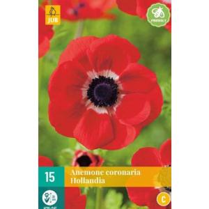 Veternica Anemone Coronaria Hollandia 'C'
