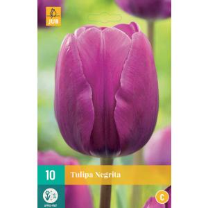 Tulipan Negrita 'C'