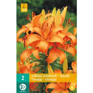 Konvalinka azijska oranžna 'C'