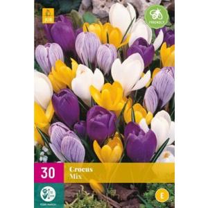 Crocus Velike cvetoče mešanice 'E'
