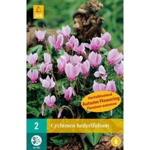 Ciklama Cyclamen Cyclamen Hederifolium 'B'