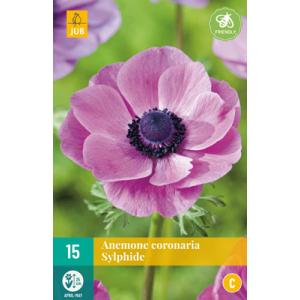 Veternica Anemone Coronaria Sylphide 'C'