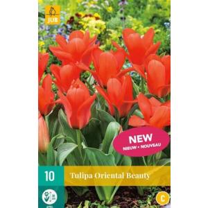 Tulipan Oriental Beauty 'C'