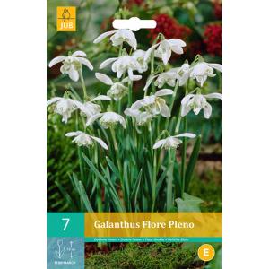 Snežna kapica Galanthus Flore Pleno 'C'