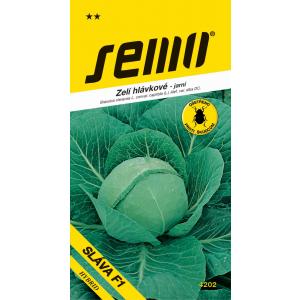 Seme ohrovta Glory F1 zgodnja 50. leta