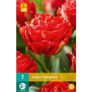 Tulipan Pamplona 'C'