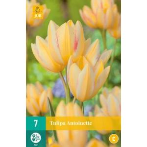 Tulipan Antoinette 'C'