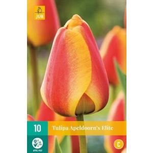 Tulipan Apeldoorn's Elite 'C'