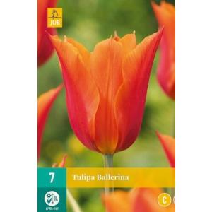 Tulipan Ballerina 'C'