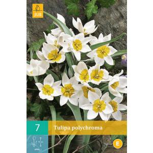 Tulipan Polychroma 'C'