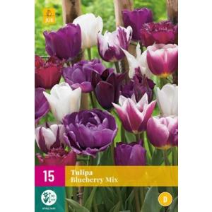 Tulipan Blueberry Mix 'E'