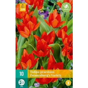 Tulipan Praestans Zwanenburg sorta 'B'