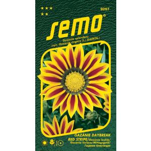 Semo Gazania živo Daybreak Red Stripe F1 15s