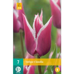 Tulipan Claudia 'B'