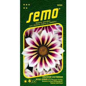 Seme Gazania radiant Daybreak Rose Stripe F1 15s