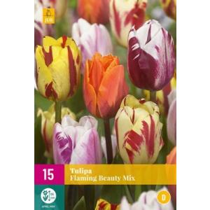 Tulipan Flaming Beauty Mix 'D'