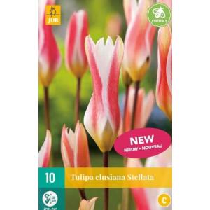 Tulipan Clusiana stellata 'C'