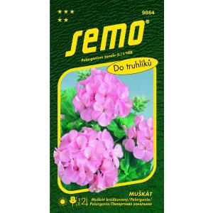 Pelargonijevo seme črtasto roza 11s