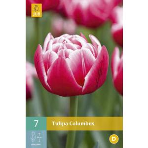 Tulipan Columbus 'C'