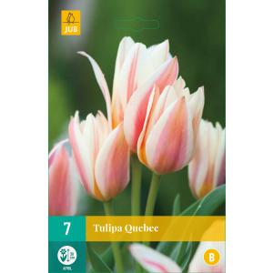Tulipan Quebec "B"