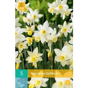 Narcisna jadrnica "C"